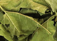 dried mulberry leaf
