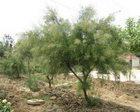 Tamarix chinensis Lour.:arbre