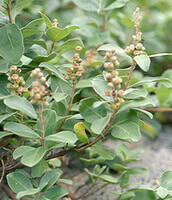 Vitex trifolia L.:blühende Pflanze
