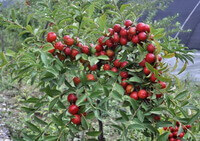 Prunus humilis Bge.:fruiting tree