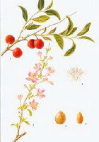 Prunus humilis Bge.:drawing