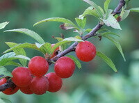 Prunus japonica Thunb.:fruiting tree
