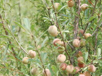 Prunus pedunculata Maxim.:fruiting tree