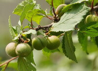 Prunus triloba Lindl.:fruiting tree