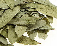 Senna Leaf:herb photo