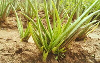 Aloe chinensis Berger.:growing plant