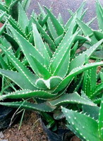 Aloe ferox Mill.:growing plant