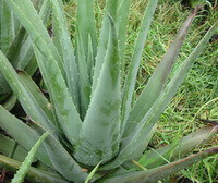 Aloe vera L.:growing plant