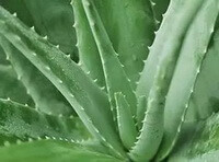 Aloe vera L.:growing plant
