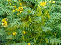 Cassia angustifolia Vahl.:flowering plant