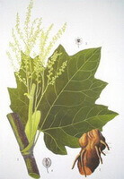Rheum officinale Baill.:drawing of plant parts