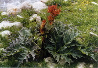 Rheum palmatum L.:flowering plant