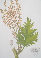 Rheum tanguticum Maxim. ex Balf.:drawing of plant parts