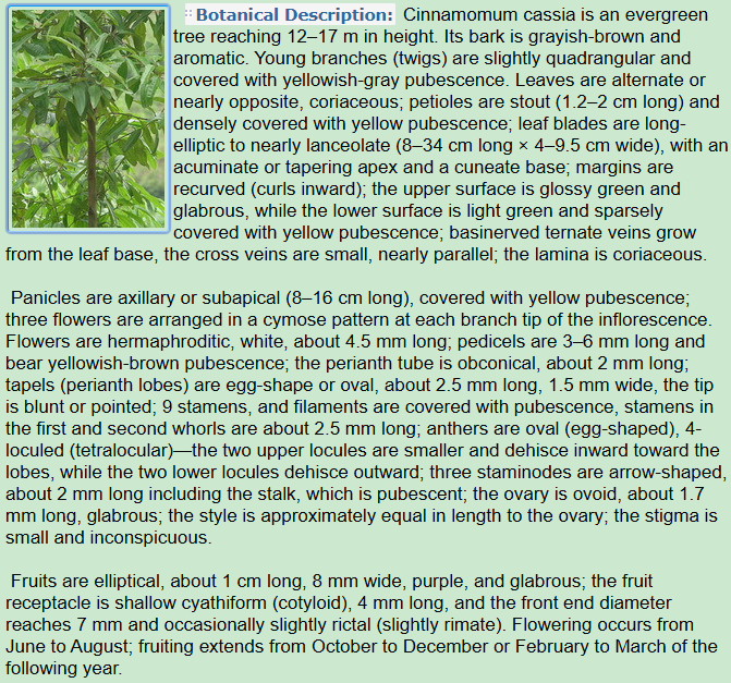 Botanical Description of Cinnamomum cassia Presl