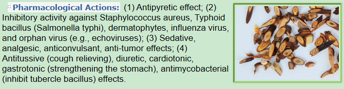 Pharmacological Actions of Cassia Twig