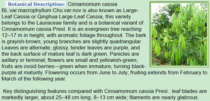 Botanical Description of Cinnamomum cassia BL.var.macrophyllum Chu.var.nov.