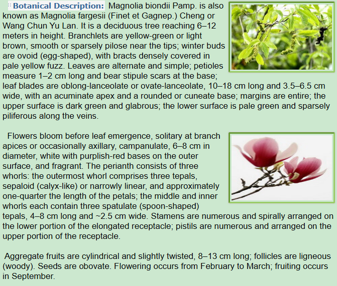 Botanical Description of Magnolia biondii Pamp