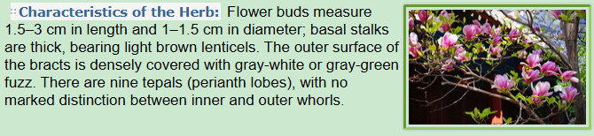 Characteristics of the Herb:Magnolia denudata Desr