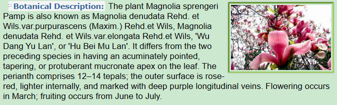 Botanical Description of Magnolia sprengeri Pamp