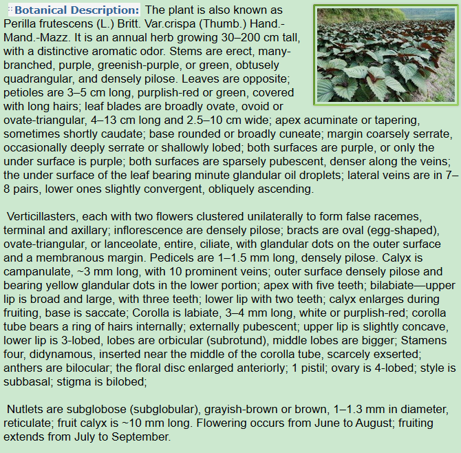 Botanical Description of Perilla frutescensL.Britt.Var.crispa