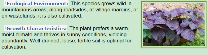 Ecological Environment and Growth Characteristics of Perilla frutescensL.Britt.Var.crispa