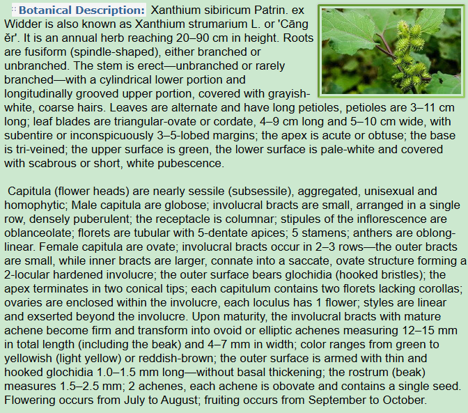 Botanical Description of Xanthium sibiricum Patrin. ex Widder