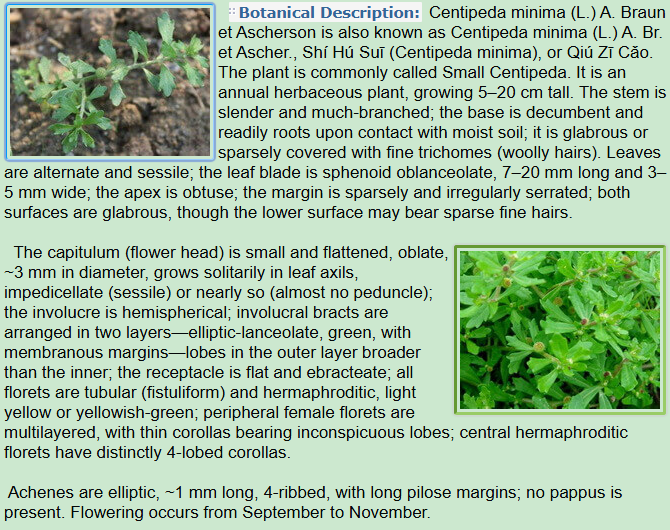 Botanical Description of Centipeda minima L.A.Braum et Aschers.