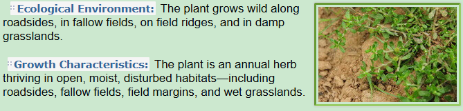 Ecological Environment, Growth Characteristics of Centipeda minima L.A.Braum et Aschers.
