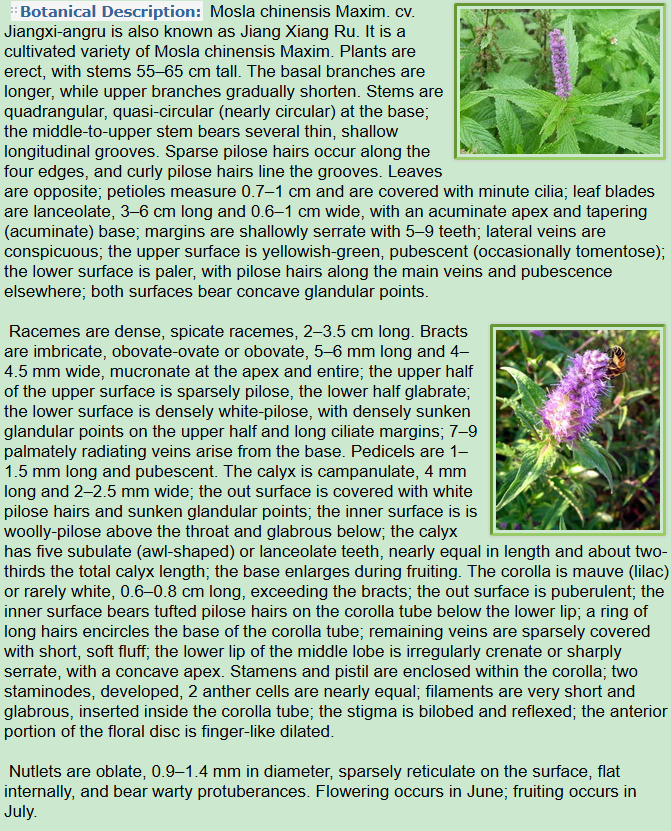 Botanical Description of Mosla chinensis Maxim. cv. Jiangxi-angru