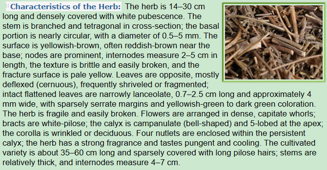 Characteristics of the Herb:Elsholtzia Herb
