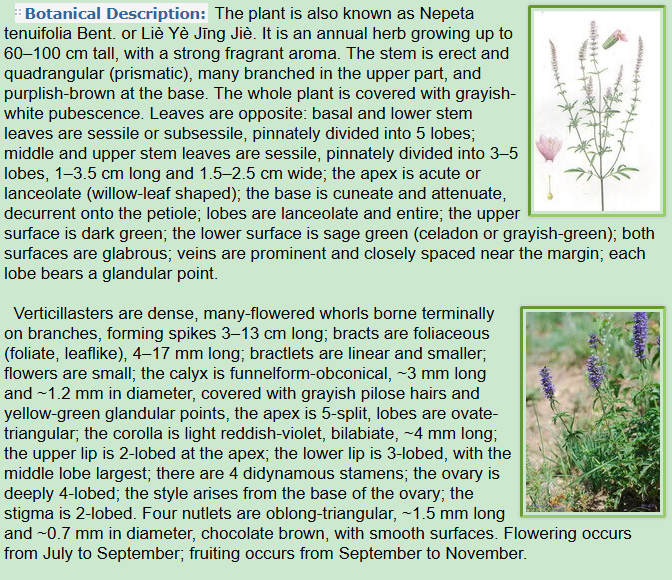 Botanical Description of Schizonepeta tenuifolia Briq