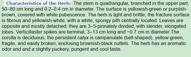 Characteristics of the Herb:Fineleaf Schizonepeta Herb