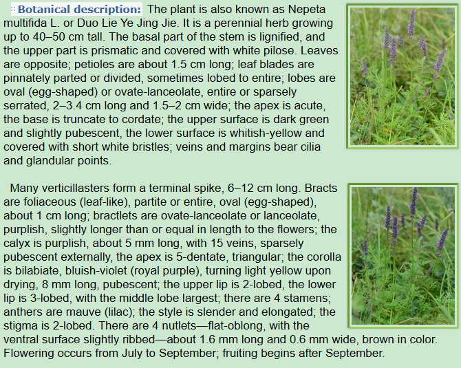 Botanical Description of Schizonepaeta multifida Briq