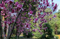 biond magnolia blomst