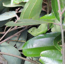 twig stems and leaves of Cinnamomum cassia Presl
