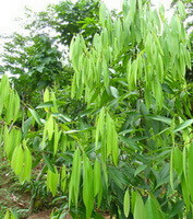 Cinnamomum cassia BL．var．macrophyllum Chu Tree