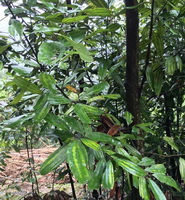 Cinnamomum cassia Presl:thriving tree