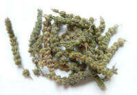 Fineleaf Schizonepeta Spike:herb photo