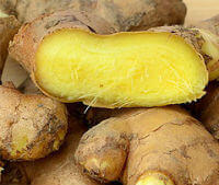 fresh ginger:fresh rhizome of Zingiber officinale