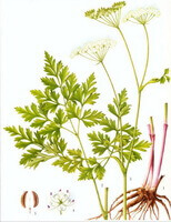 Ligusticum jeholense.:augu un garšaugu zīmējums