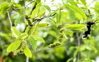 Magnolia biondii Pamp.:blade og grene