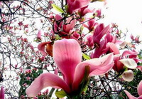 Magnolia sprengeri Pamp.