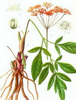 dessin coloré de Notopterygium forbesii de Boiss. dessin du rhizome, de la plante et des feuilles, des fleurs rougeâtres et des graines