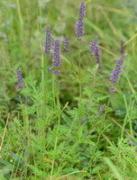 Schizonepaeta multifida Briq:Pflanze und Blume 01