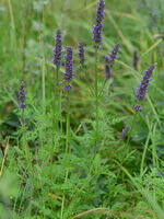 Schizonepaeta multifida Briq:plant and flower 02