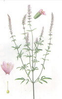 Schizonepeta tenuifolia Briq:dessin