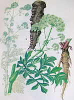 Angelica dahurica Fisch.ex Hoffm.Benth. et Hook.f.:billede af urten og planten
