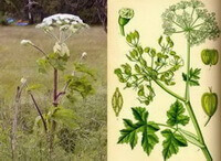 Angelica dahuricaFisch.ex Hoffm.Benth.et Hook.f. var.formosana Boiss.Shan et Yuan.:plante foto og billede