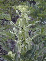 Angelica dahuricaFisch.ex Hoffm.Benth.et Hook.f. var.formosana Boiss.Shan et Yuan.:rastlina in cvet