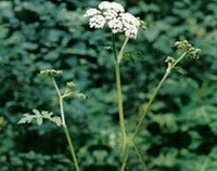 Heracleum scabridum Franch.:veje, listi in cvetovi